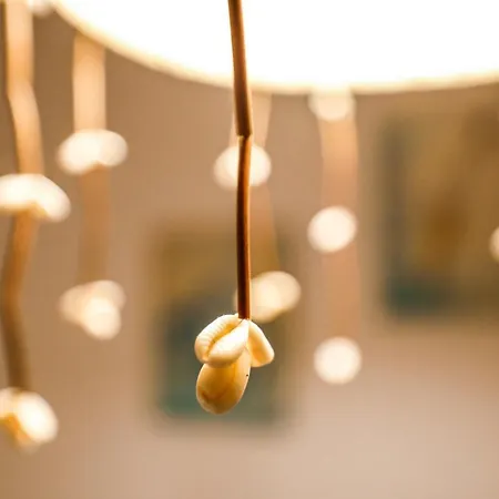 Qamar Mykonian Καλαφάτη